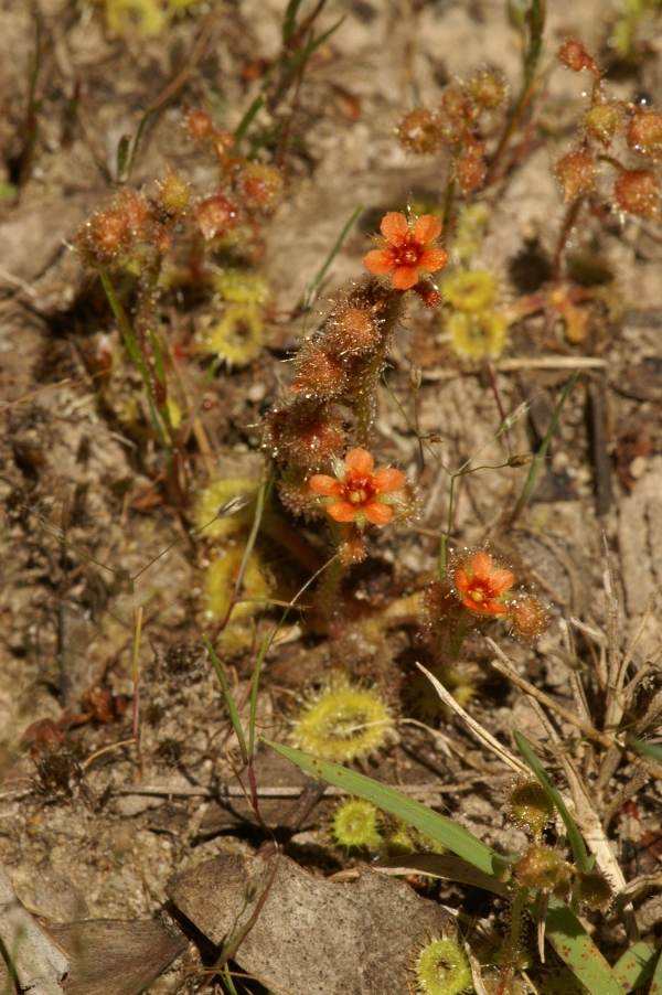 Drosera glanduligera